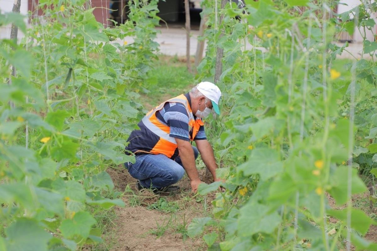 &Ccedil;arşamba Belediyesi kendi sebzesini &uuml;retiyor
