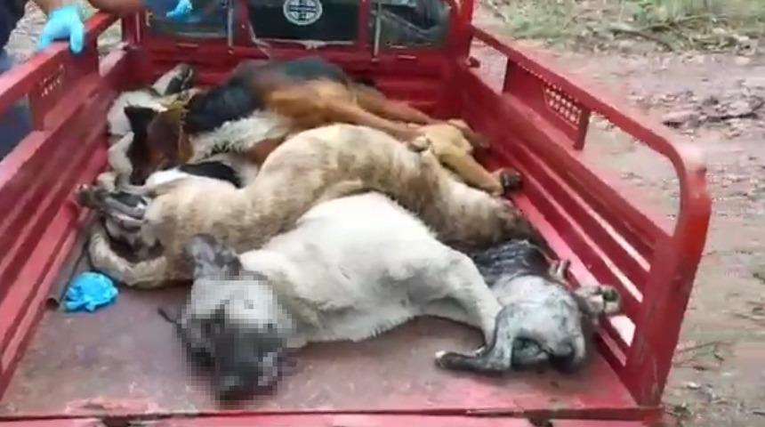 Sokak hayvanlarının diri diri g&ouml;m&uuml;ld&uuml;kleri iddiasıyla ilgili idari soruşturma başlatıldı