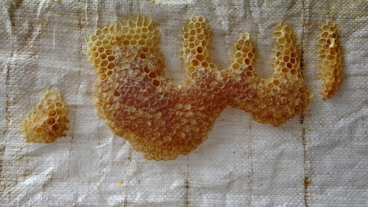 Arıların işlediği "Allah lafzı" şaşırttı