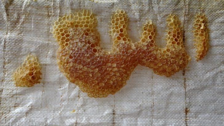 Arıların işlediği "Allah lafzı" şaşırttı G1