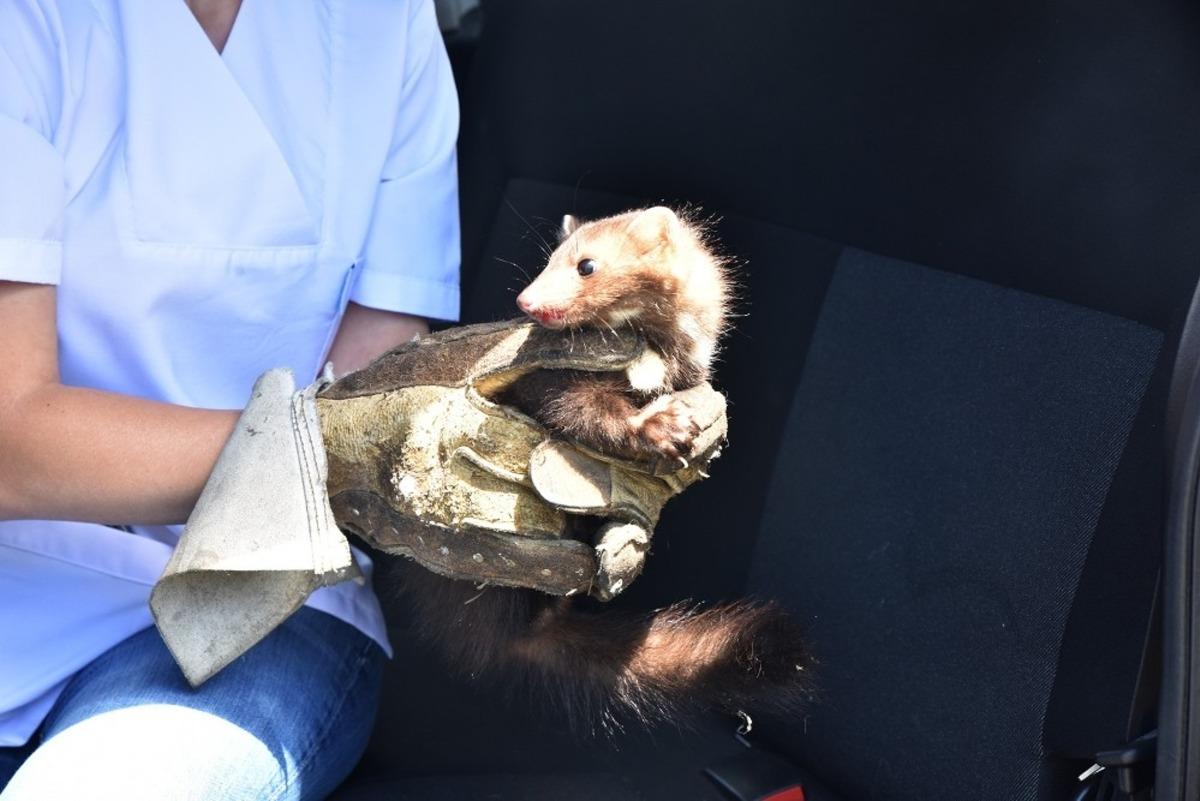 Tedavi edilen sansar doğaya bırakıldı