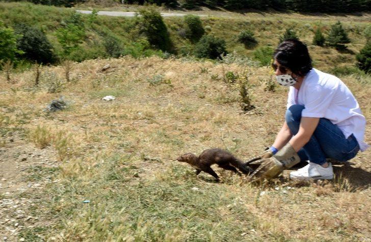 Tedavi edilen sansar doğaya bırakıldı G3