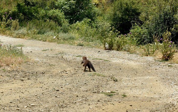 Tedavi edilen sansar doğaya bırakıldı G4