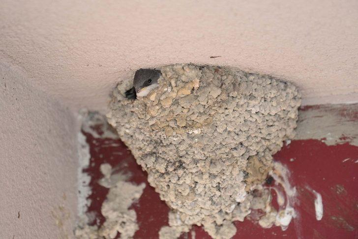 Yuvasından düşen kırlangıç yuvasına konuldu G3