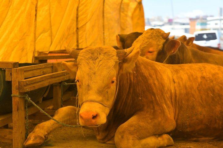 Esenyurt Belediyesi kurban hazırlıklarını tamamladı G3