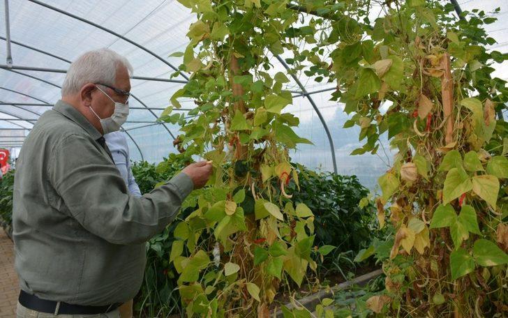 Başkan Posbıyık, Ata Tohumu Projesinde ilk hasadı yaptı G3