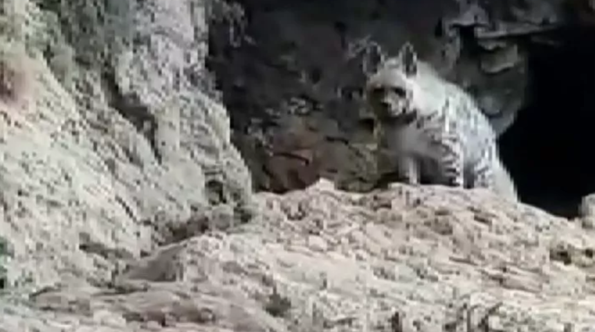 Adıyaman'da &ccedil;izgili sırtlan ile selfie yaptı