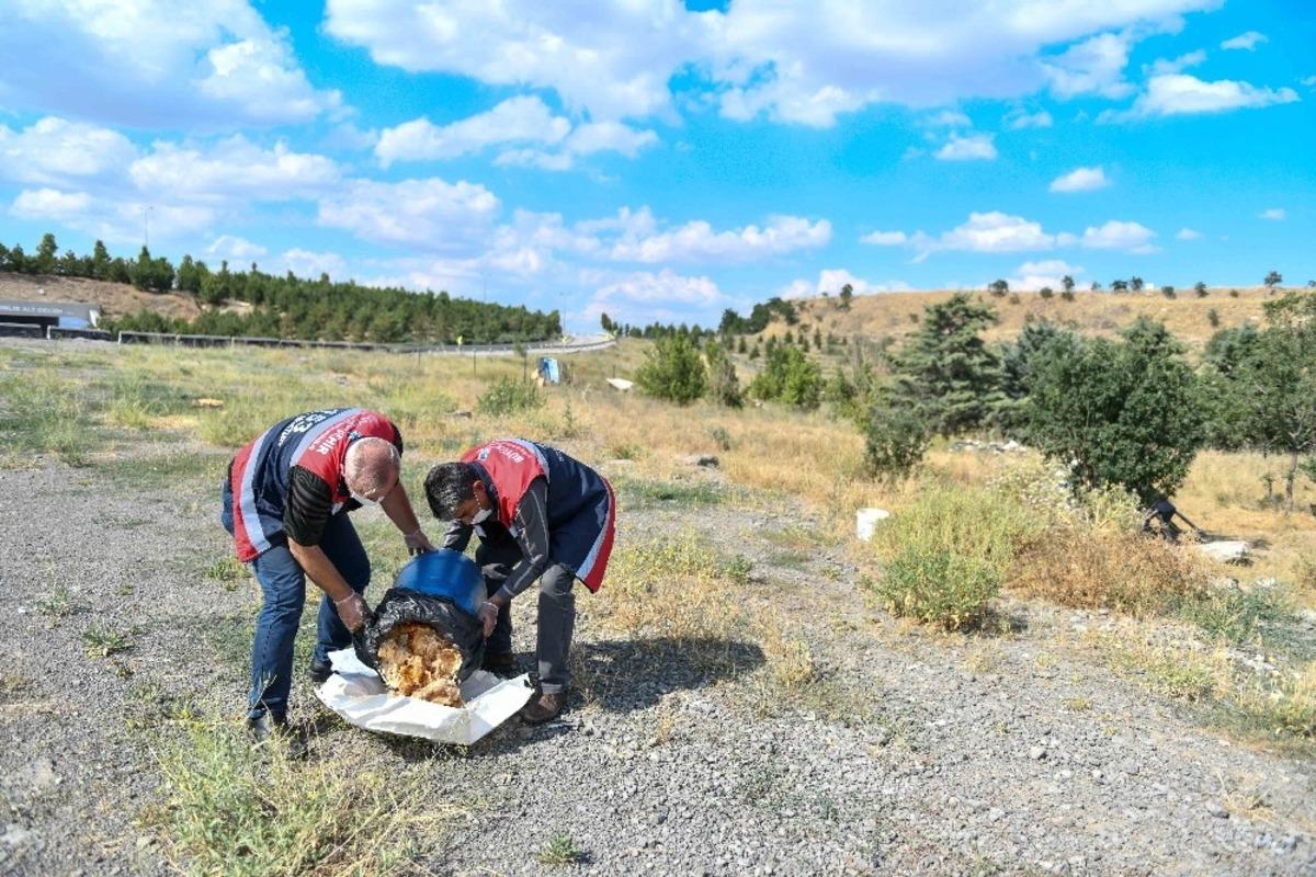 Restoranlardaki artık yiyecekler sokak hayvanlarına gidecek