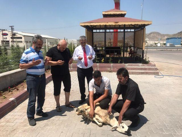 Kayseri’de Ayasofya için kurban kesildi