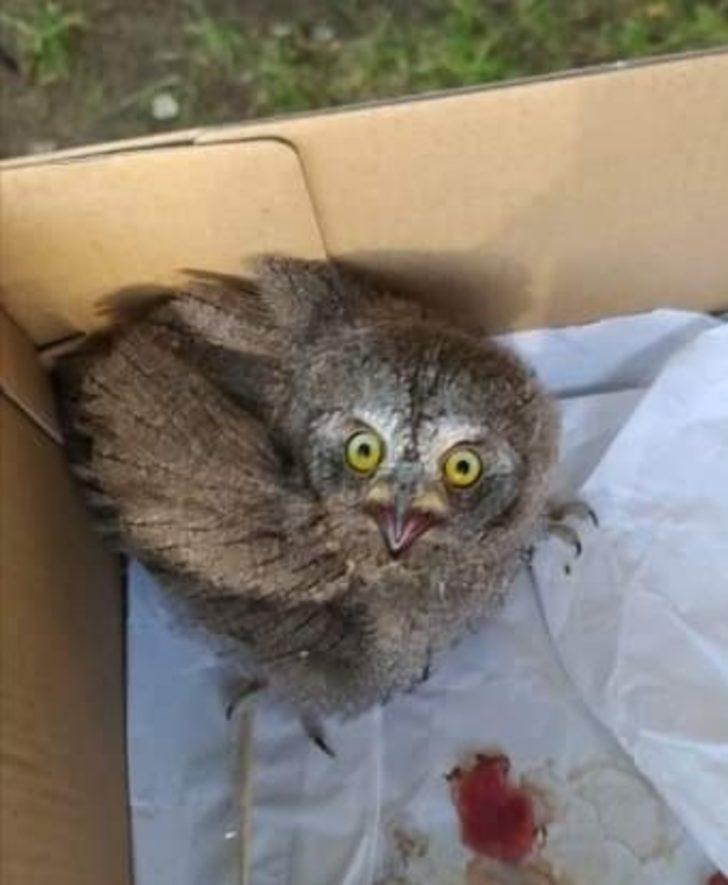 Muş’ta yaralı kuşlar tedavi altına alındı G4