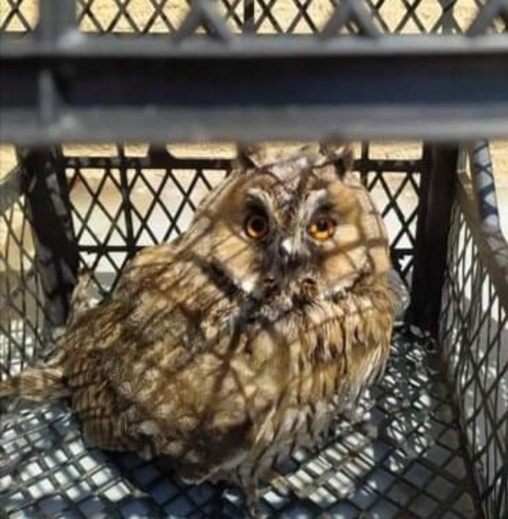 Muş’ta yaralı kuşlar tedavi altına alındı G5