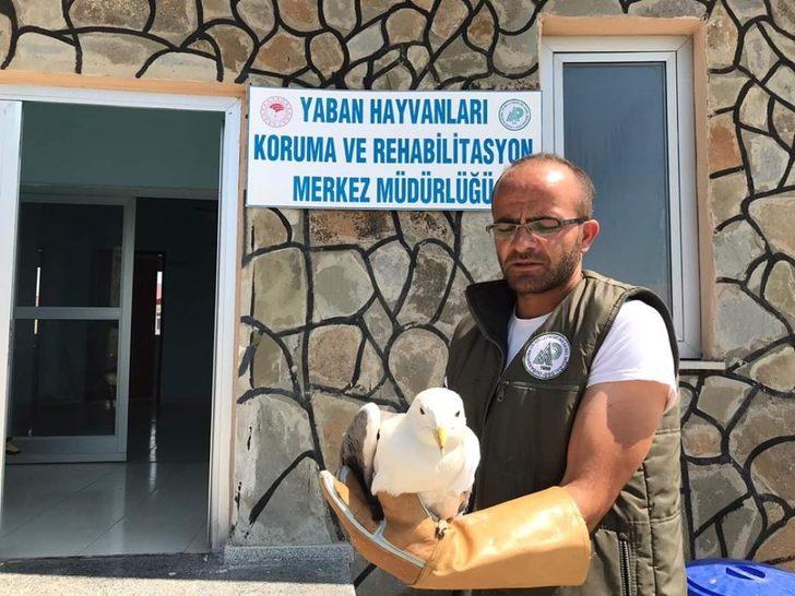 Van’da yaralı kuşlar tedavi altına alındı G2