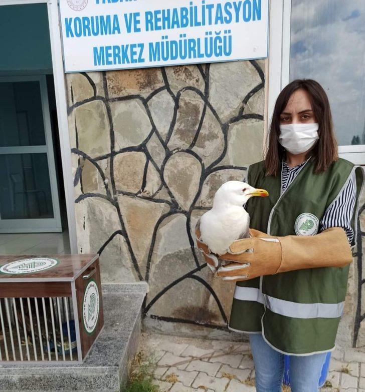 Van’da yaralı kuşlar tedavi altına alındı G5