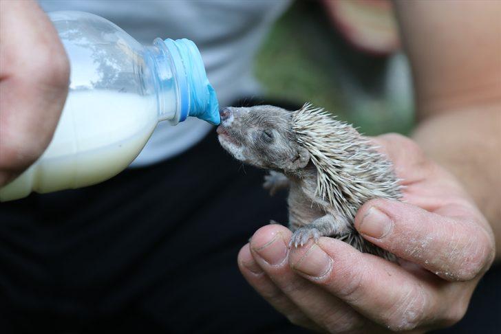 Ölen kirpinin dört yavrusunu evinde besliyor G2