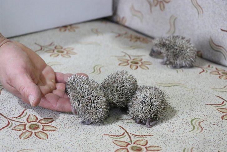 Ölen kirpinin dört yavrusunu evinde besliyor G3