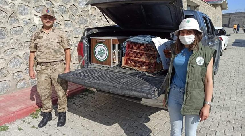 Ala sığırcıklar ve ebabil kuşları &ouml;zg&uuml;r