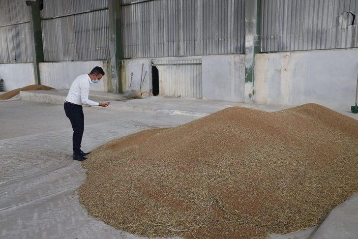 TMO’da buğday alımı G3