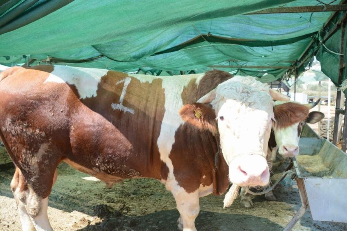 Aliağa&rsquo;da kurban kesim yerleri belirlendi