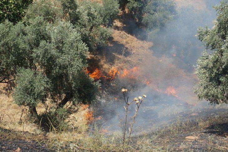 Aydın’da 4 dönüm zeytinlik alan yangında zarar gördü G2