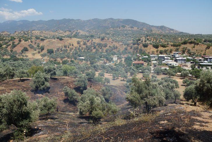 Aydın’da 4 dönüm zeytinlik alan yangında zarar gördü G3