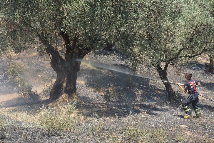 Aydın’da 4 dönüm zeytinlik alan yangında zarar gördü G4