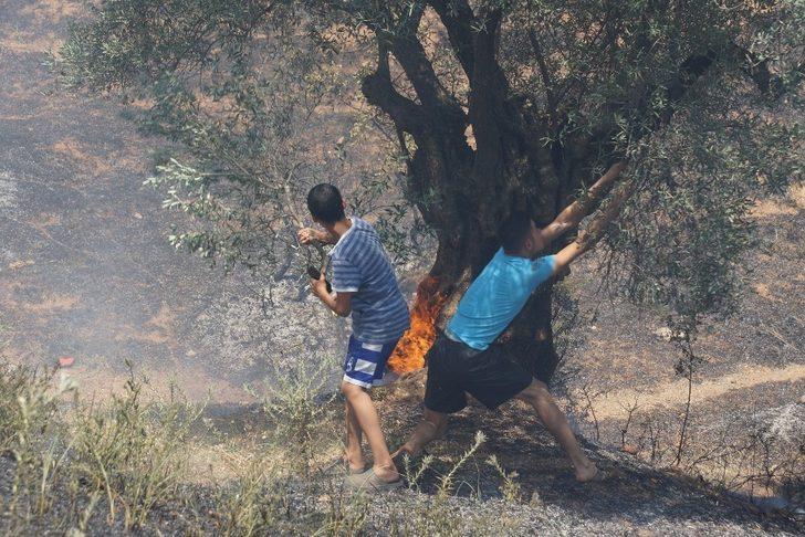 Aydın’da 4 dönüm zeytinlik alan yangında zarar gördü G5