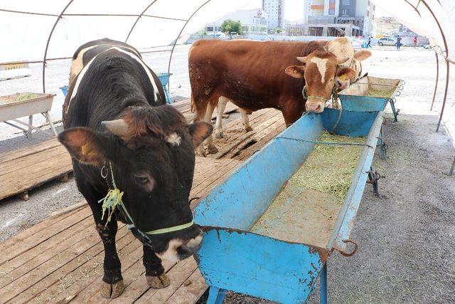 Kurban pazarlarında hareketlilik başladı