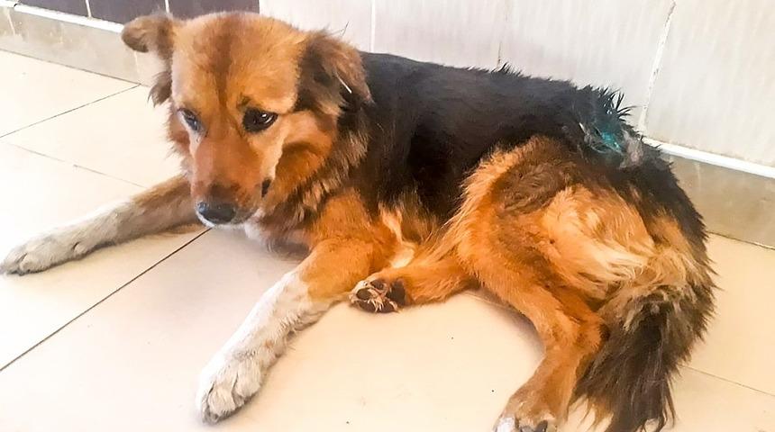 Alex sağlığına kavuştu yaşam alanına bırakıldı