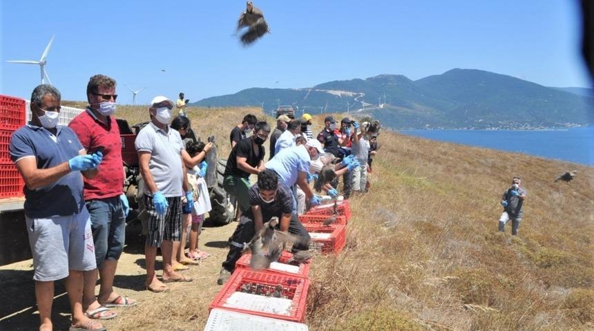 Paşalimanı adasında 750 keklik doğaya salındı