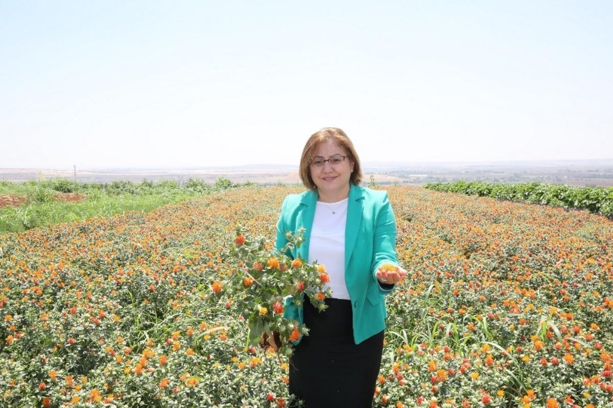 B&uuml;y&uuml;kşehir&rsquo;den aspir &uuml;retimi i&ccedil;in &ouml;nemli adım