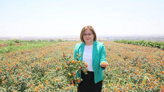 Büyükşehir’den aspir üretimi için önemli adım