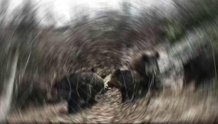 Mahkeme 'domuzları' kusurlu bulmuştu! Danıştay son sözü konuştu.
