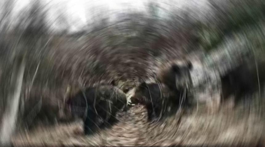 Mahkeme İzmir'deki kazada 'domuzları' kusurlu bulmuştu! Danıştay'dan tazminat kararı