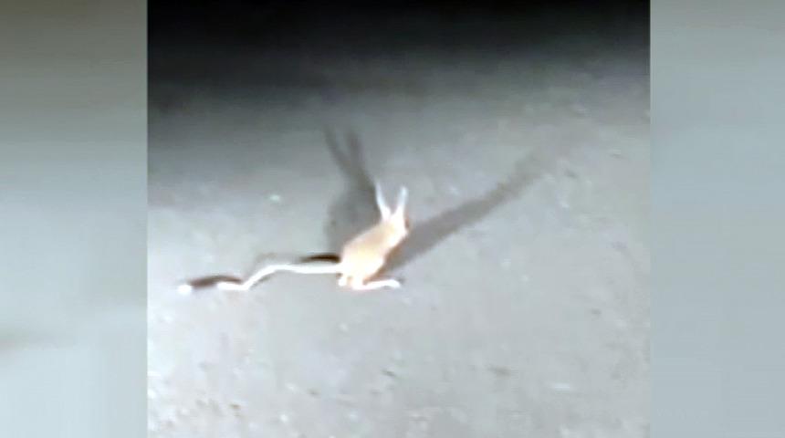 IUCN'in 'kırmızı listesi'ndeki 'kanguru faresi', Ankara'da g&ouml;r&uuml;nt&uuml;lendi