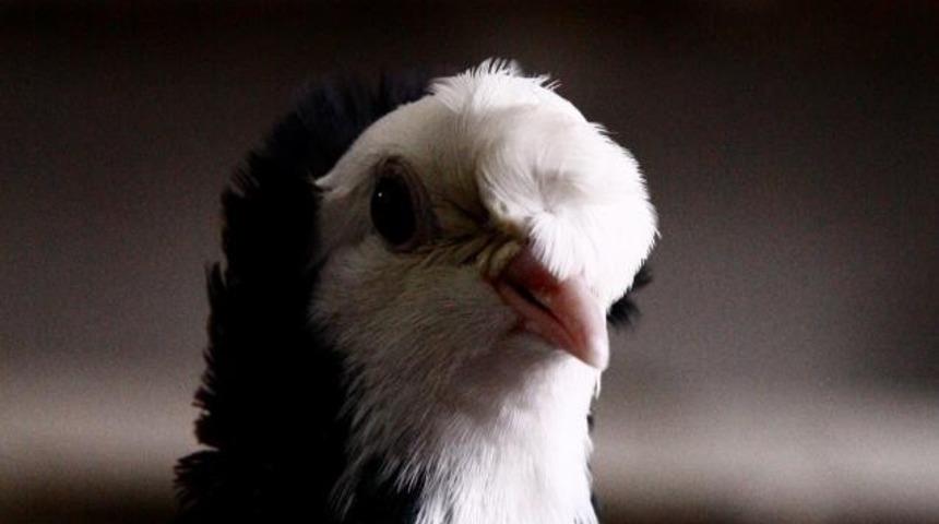 'Bayburt G&uuml;vercini'nin tanıtımı i&ccedil;in belgesel &ccedil;ekilecek