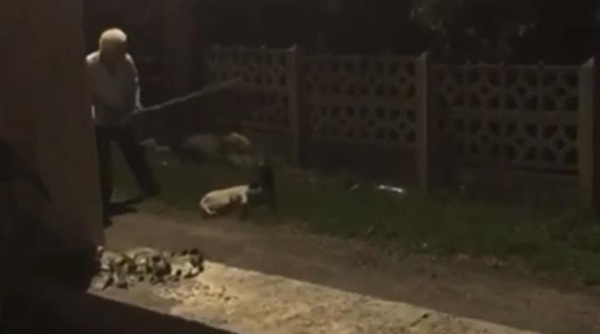 Ordu&rsquo;da akılalmaz olay! K&ouml;pekleri sopayla d&ouml;vd&uuml;
