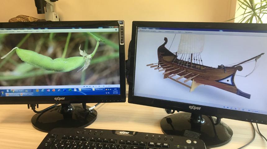 Antik bitki, 2700 yıllık 'Phaselis Gemileri'ne ilham kaynağı olmuş