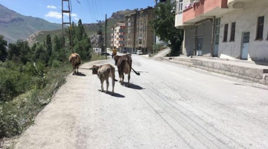 Başıboş bırakılan hayvanların sahiplerine idari ceza