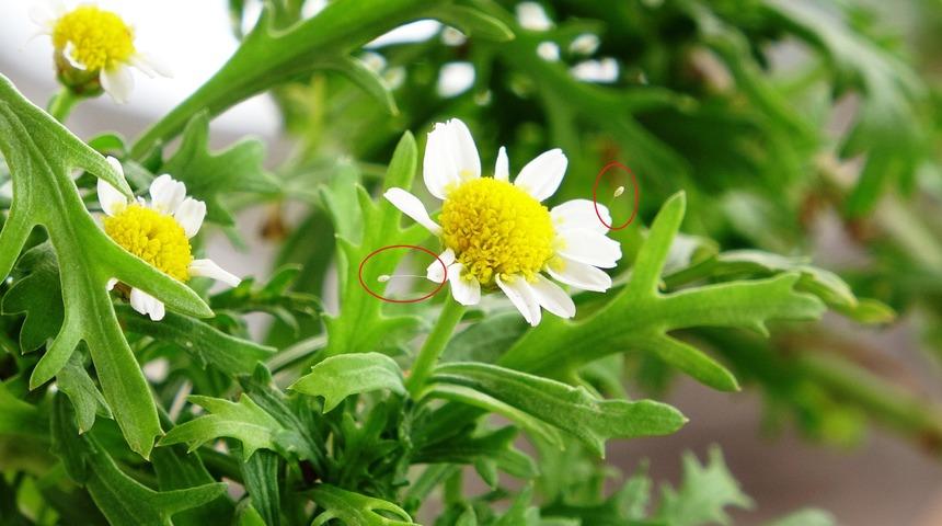 3 bin yılda a&ccedil;tığına inanılan 'Udumbara &ccedil;i&ccedil;eği' Bursa'da g&ouml;r&uuml;ld&uuml;