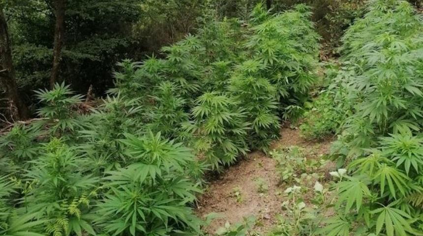 Yaşlı kadının 30 yıldır kullanmadığı araziyi uyuşturucu tarlasına &ccedil;evirdiler