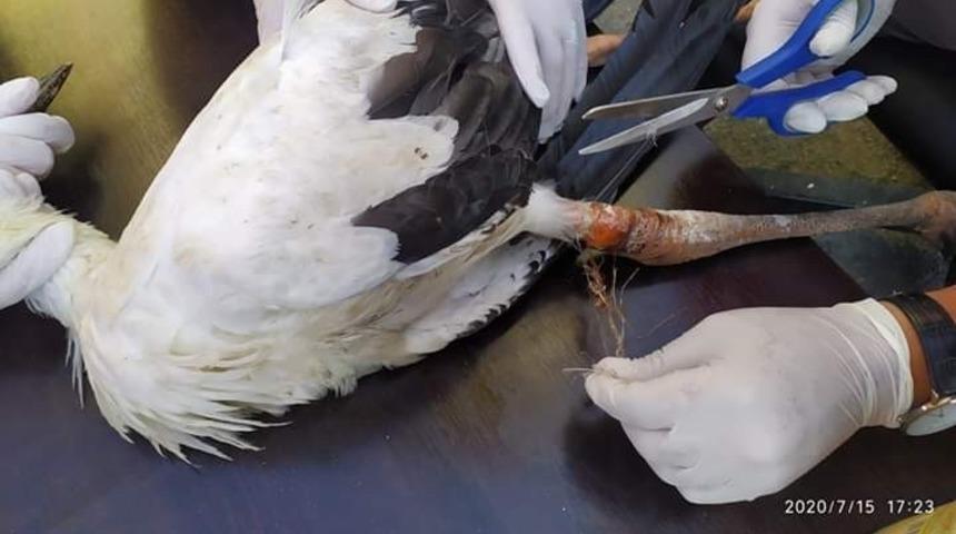 Ayaklarına ip dolanan leylekler kurtarıldı