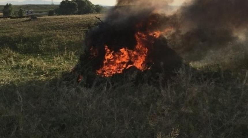 Kars’ta 34 bin 600 kök kenevir ele geçirildi