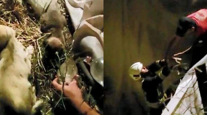 K&ouml;pek yavrularını itfaiye ekipleri kurtardı