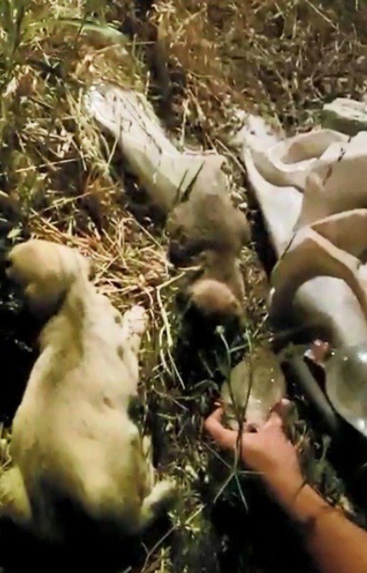 Köpek yavrularını itfaiye ekipleri kurtardı G3