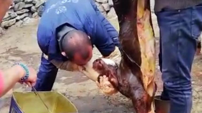 Buzağıyı suni teneff&uuml;s yaparak kurtardı