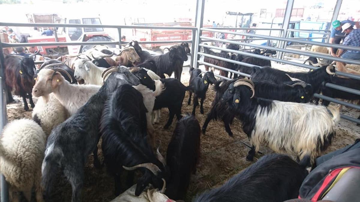 K&uuml;&ccedil;&uuml;kbaş kurbanlık daha &ccedil;ok rağbet g&ouml;r&uuml;yor