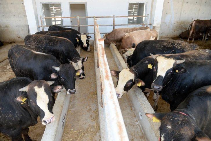 Altındağ’da kurban randevuları başladı G2