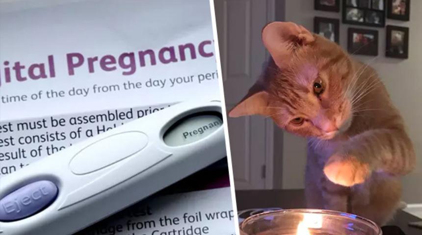 İstenmeyen gebeliğin sorumlusu kedi &ccedil;ıktı