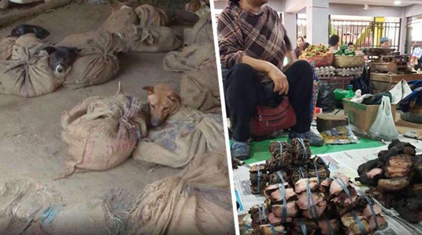 Hindistan&rsquo;daki hayvan pazarlarından korkun&ccedil; g&ouml;r&uuml;nt&uuml;ler