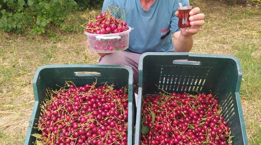 Bir bardak çay fiyatına 1 kilo vişne